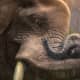 Zoo Tycoon