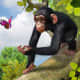 Zoo Tycoon