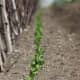 In the photo here you can see the peas just as they have come up.