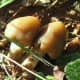Psilocybe weilii, one of many types of mushrooms containing halucinogens.