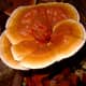 Reishi mushroom