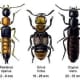 A few rove beetles.