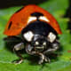 A ladybird.