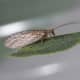 A lacewing.