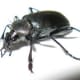 A ground beetle.