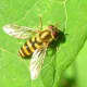 A syrphid fly.