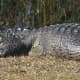 Or are you a lazy gator, like this fellow from the Everglades?
