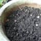 Add smaller bulbs nearer the surface and cover with more compost