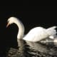 Swans, ducks and water-voles are all residents on the canal