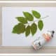 Step 3: On a protected surface, spray each leaf with repositionable spray adhesive, according to the can's directions. Apply the leaf, which will act as a stencil, to the painted canvas and smooth into position.