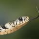 A grass snake is terrestial as the name suggests.