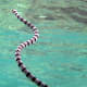 The yellow lipped krait has a paddle-like tail which adapts him well to spending most of his life in the sea