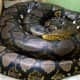 The reticulated python is a non-venomous constrictor
