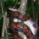 The rainbow boa also spends a lot of its time on trees