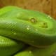 The green tree python is arboreal