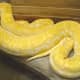 An albino Python morulus, another species in the Python genus.