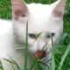 There's not much to eat out here... grass is not that nummy!