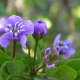 National Flower - Lignum Vitae