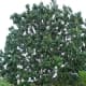 National Tree - Blue Mahoe