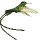 The Hummingbird