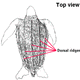 Dorsal ridges of leatherback turtle