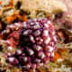 Eusynstyela misakiensis (Tunicates)