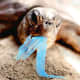 Turtle swallowing plastic bags