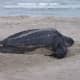 Leatherback sea turtle nesting