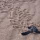 Leatherback turtle hatchling