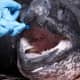Mouth of leatherback turtle