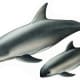 Vaquita