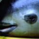 The eyes and mouth of vaquita