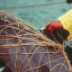 Vaquita caught in fishing nets