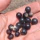 black seeds in the soap nuts. Each nut contains one seed.