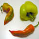 More pepper varieties used to make paprika