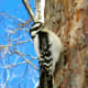 Female Downy Woodpecker On A Tree Looking For Bugs To Eat