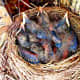 Baby Robins Are Colorful At Four Days Old 