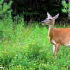 Whitetail Deer Photos