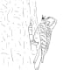 Woodpecker Coloring Page