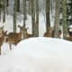 The deer get a free meal of seeds and hay to snack on when they visit our backyard in the winter.