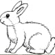 Bunny Rabbit Coloring Page
