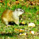 Ground Squirrel
