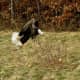 Adult eagle taking off into flight.