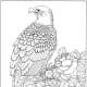 Royalty Free Bald Eagle and Rose Coloring Page: Photo Is Mine