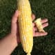 After breaking off the stalk end.