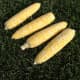 Four corn cobs, ready to cook.