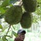 Durian fruits on the tree.