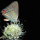 A beautiful butterfly, but they are tiny. This Gray hairstreak, or strymon melinus, is on rattlesnake. master plant. If you get the opportunity, these are particularly fascinating to observe up close.