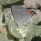 This particular picture was taken near Lodi Califoria. Gray Hair Streak, or Strymon Melinus butterfly photo.