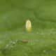 An amazing capture of an egg of the checkered white butterfly. The checkered white butterfly looks very similar to the cabbage white, but with more of a checkered pattern on the wings.